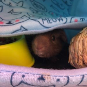 Meet your Posher, Makeva